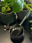 Organic Black Seed (Nigella Sativa)
